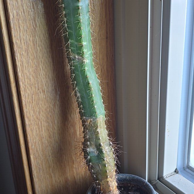 Photo of the plant species Hairy Cereus by @KingpinLentil97 named LiloStitch on Greg, the plant care app
