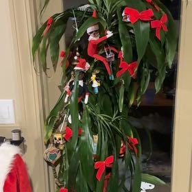Photo of the plant species Dracena by @rasperryheaven named Deborah on Greg, the plant care app