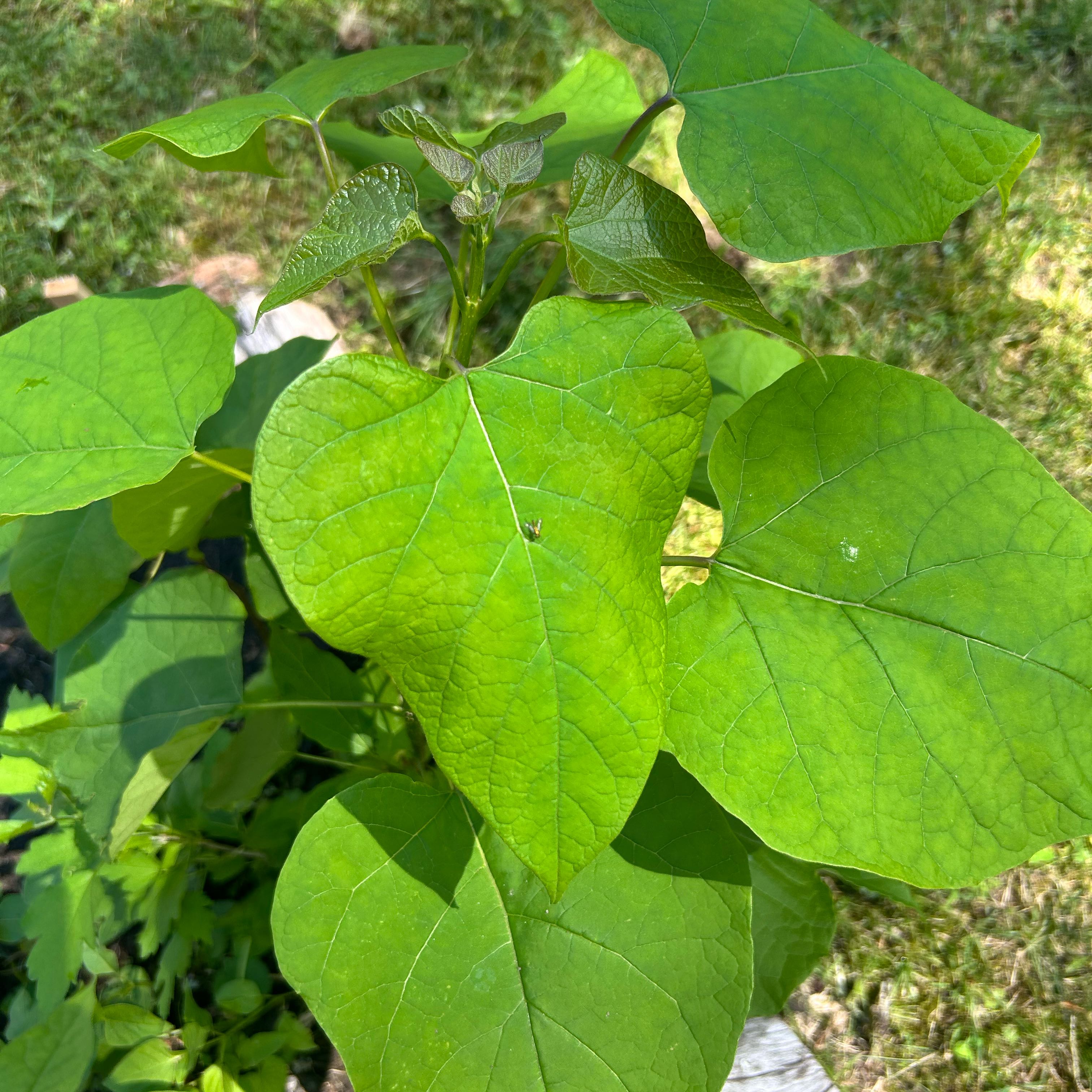 Photo of the plant species Catalpa by @GemApple9 named Stella on Greg, the plant care app