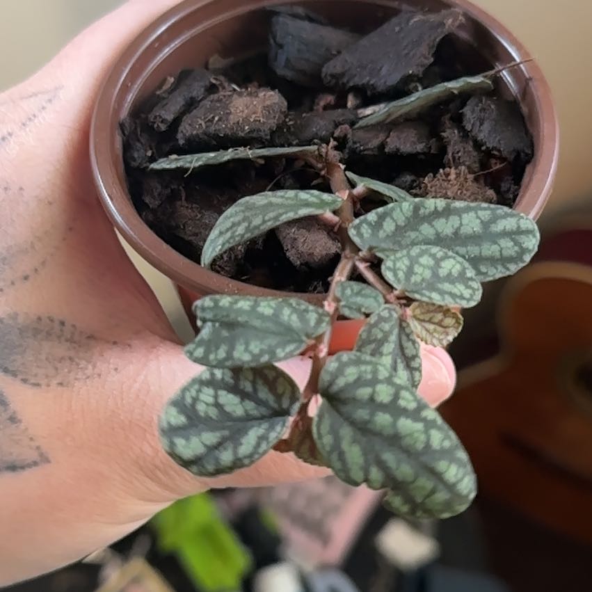 Photo of the plant species Watermelon Vine by @CalmingTawa11 named Tolkien on Greg, the plant care app