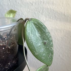 Photo of the plant species Hoya 'Sunrise' by @CalmingTawa11 named Emerson on Greg, the plant care app