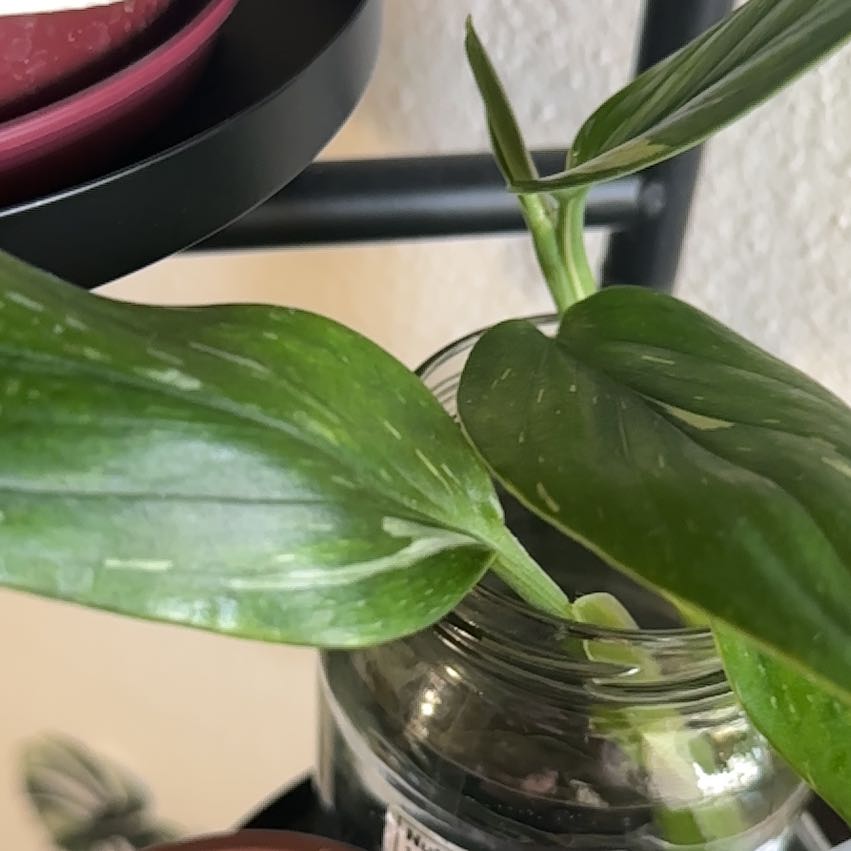 Photo of the plant species Cobra Monstera by @CalmingTawa11 named Sonora on Greg, the plant care app