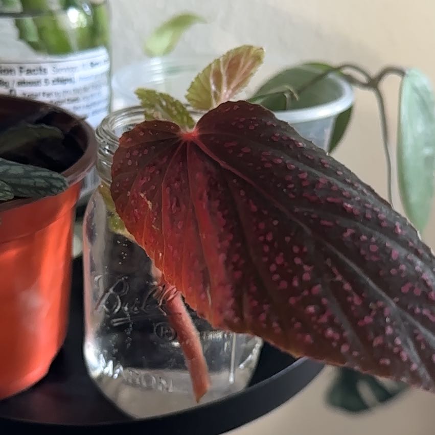 Photo of the plant species Polka Dot Begonia by @CalmingTawa11 named Kesha on Greg, the plant care app
