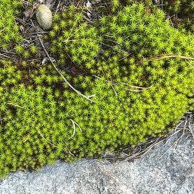Photo of the plant species Jensen's Polytrichum Moss by @LimberAjwain64 named Tree Diddy on Greg, the plant care app