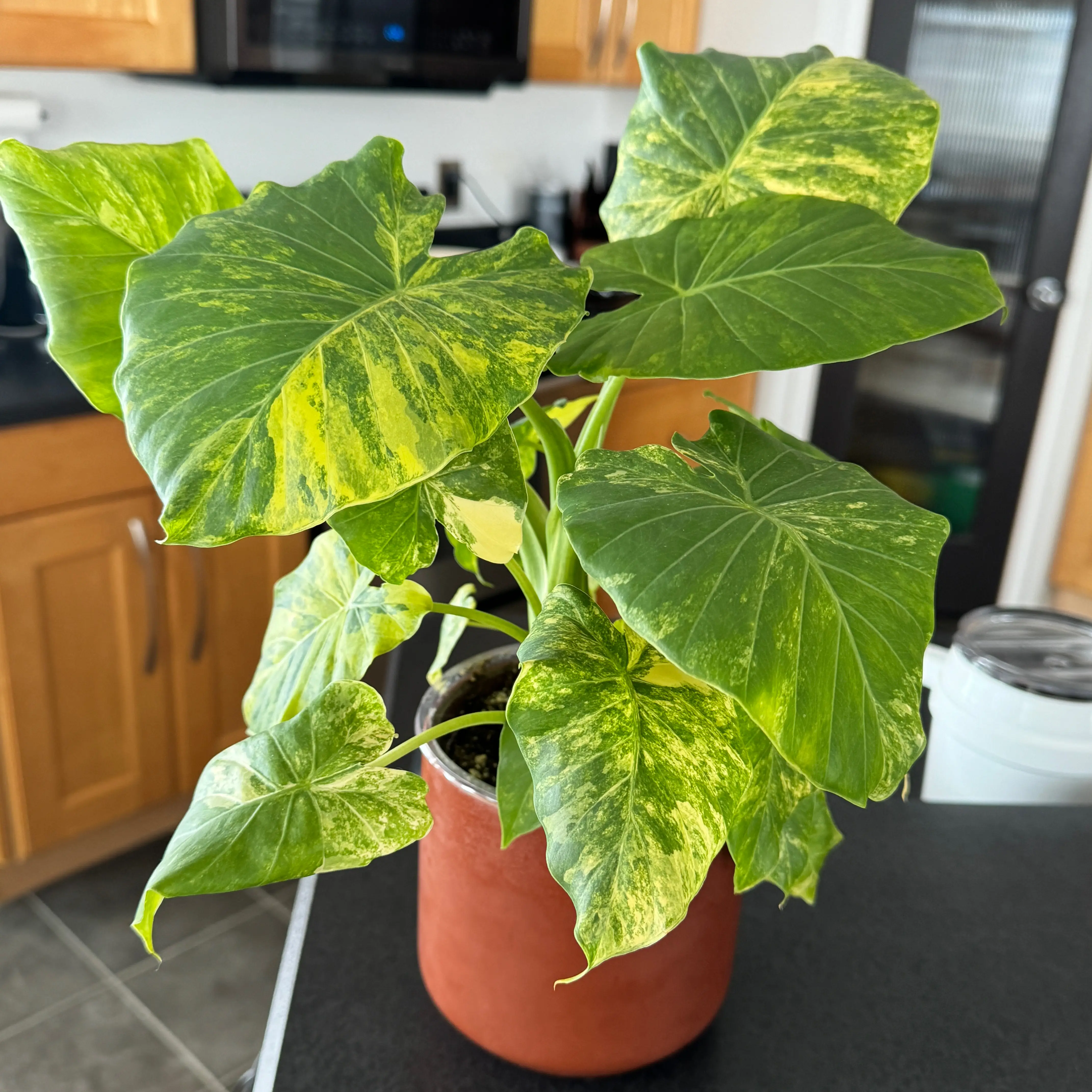 Photo of the plant species Variagated Odora Aurea by @DeluxeSoybean41 named Mochi on Greg, the plant care app