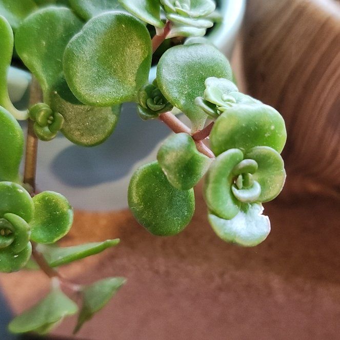 Photo of the plant species Chinese Sedum by @Jettblackink named Bubbles on Greg, the plant care app