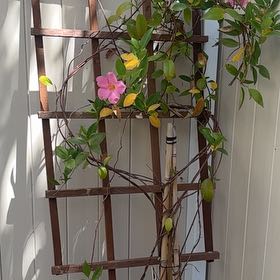Photo of the plant species Mandevilla by @PrimoJonquil99 named Rosa on Greg, the plant care app