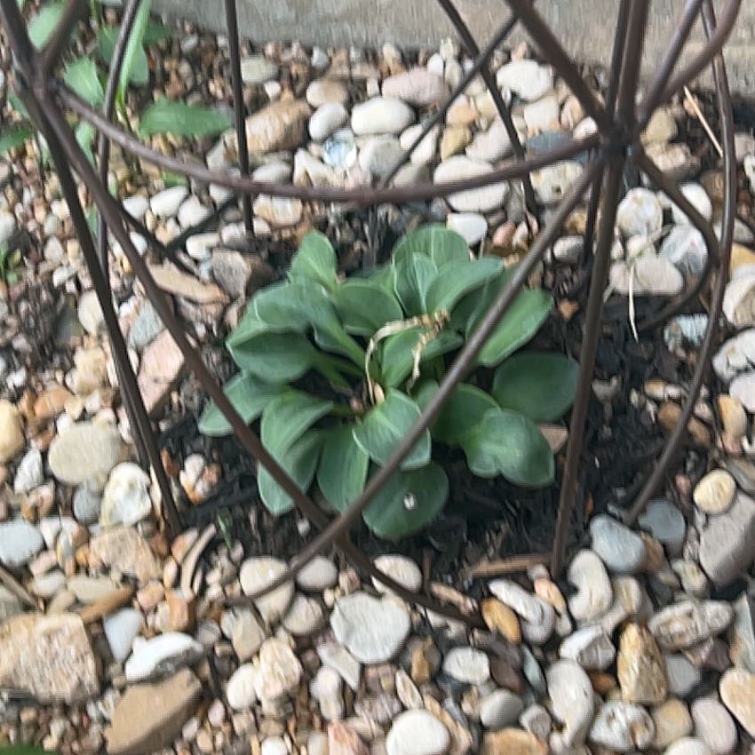Photo of the plant species American Wintergreen by @TopCapeivy46 named Surya on Greg, the plant care app