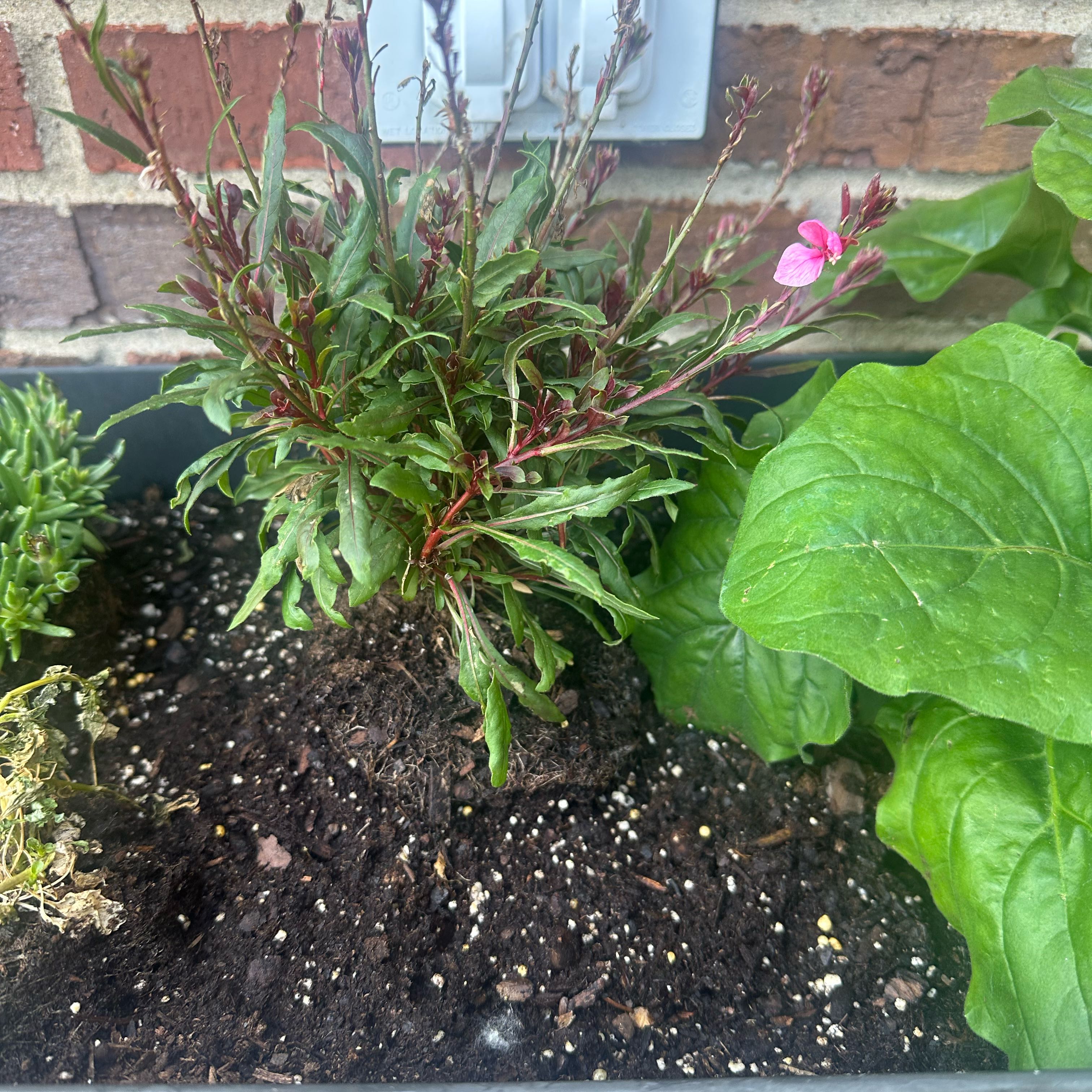 Photo of the plant species Graceful Pink by @HeroLilacsage named Grace on Greg, the plant care app