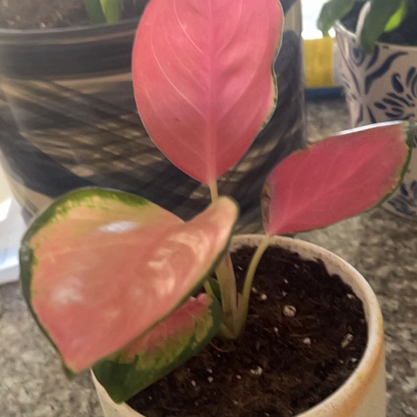 Photo of the plant species Pink Peace Lily by @FreeWildcarrot named Doja Cat on Greg, the plant care app