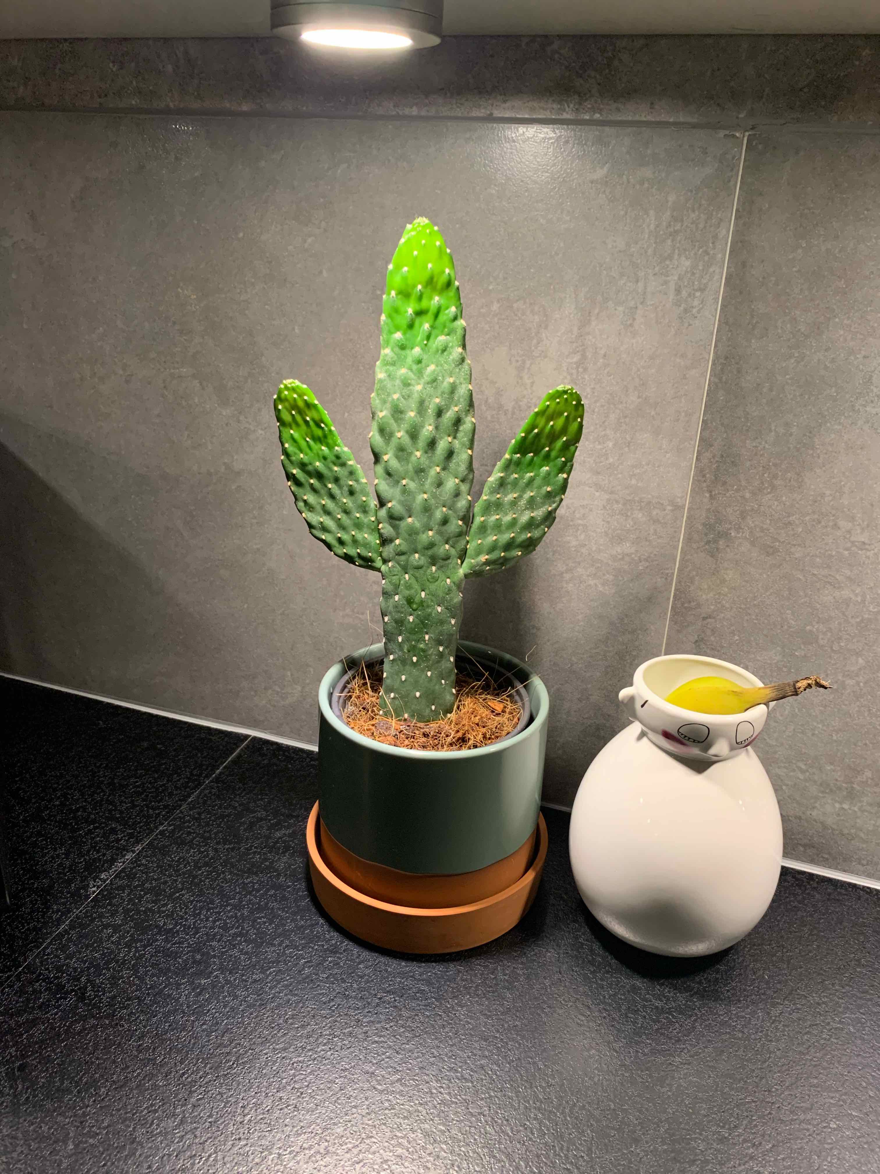 Woolyjoint Prickly Pear cactus in a pot under a light, with a decorative object next to it.