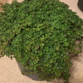 Photo of the plant species Pilea depressa 'Sao Paulo' by @CuteIrishmoss92 named Moss-alike on Greg, the plant care app