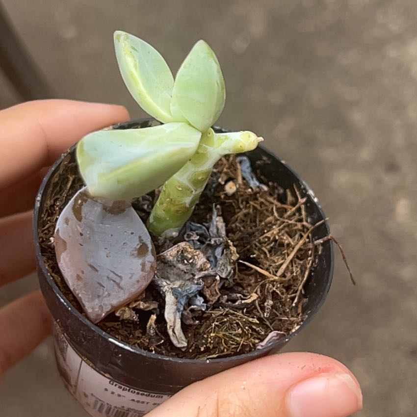Photo of the plant species Graptosedum Ghosty by @ForeverClusia36 named Beckham on Greg, the plant care app