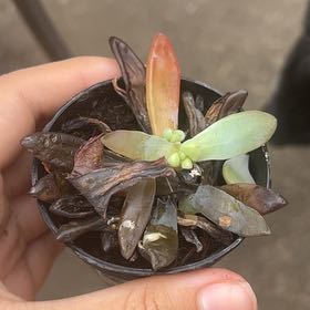 Photo of the plant species Graptoveria Blue Pearl by @ForeverClusia36 named Sir Plancelot on Greg, the plant care app