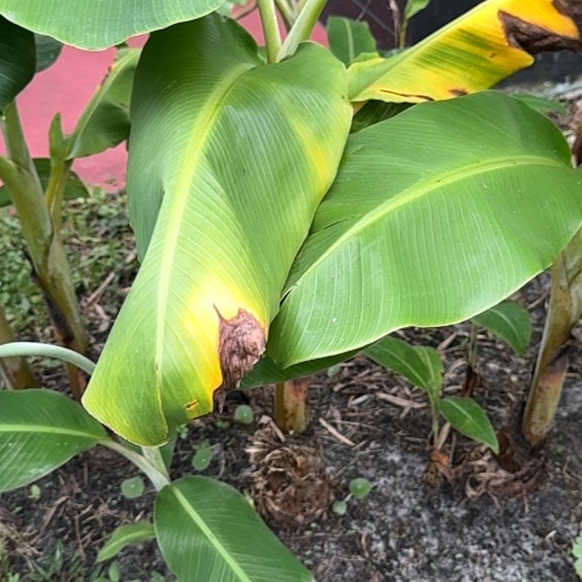Photo of the plant species Banana Tree by @WellbuiltMira named Sproutacus on Greg, the plant care app