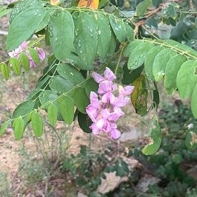 Photo of the plant species Bristly Locust by @NiceRedclaws95 named Bodhi on Greg, the plant care app