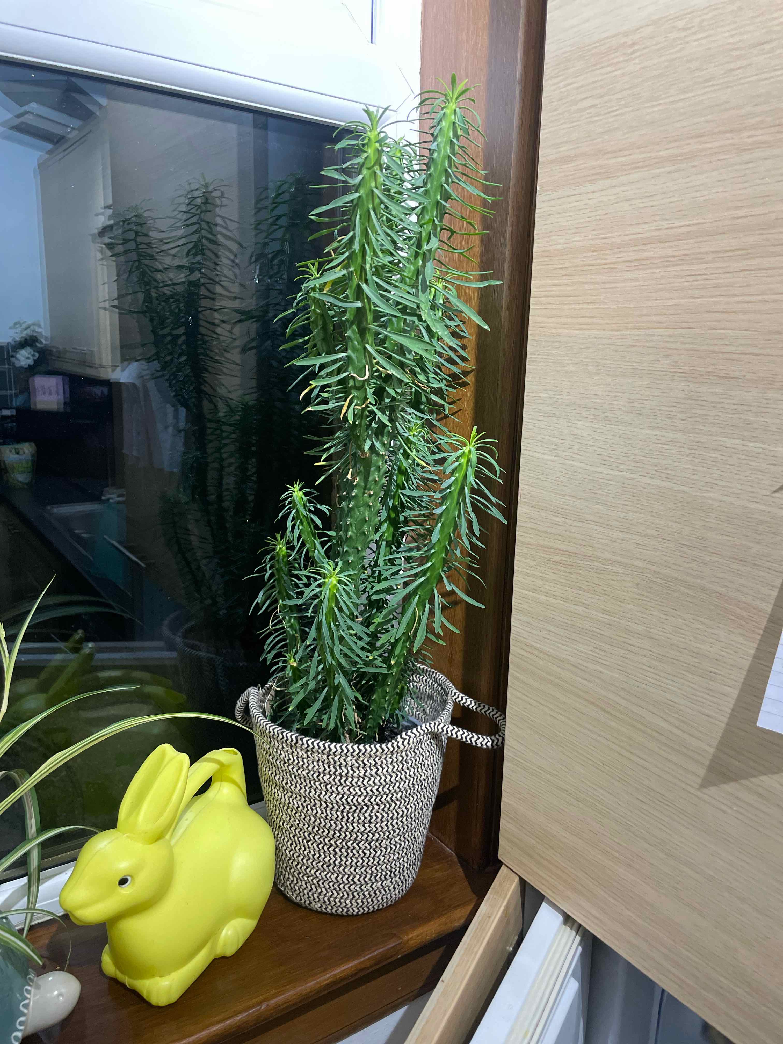 African Milk Tree plant photo by @Michaklos named Snape on Greg, the plant care app.