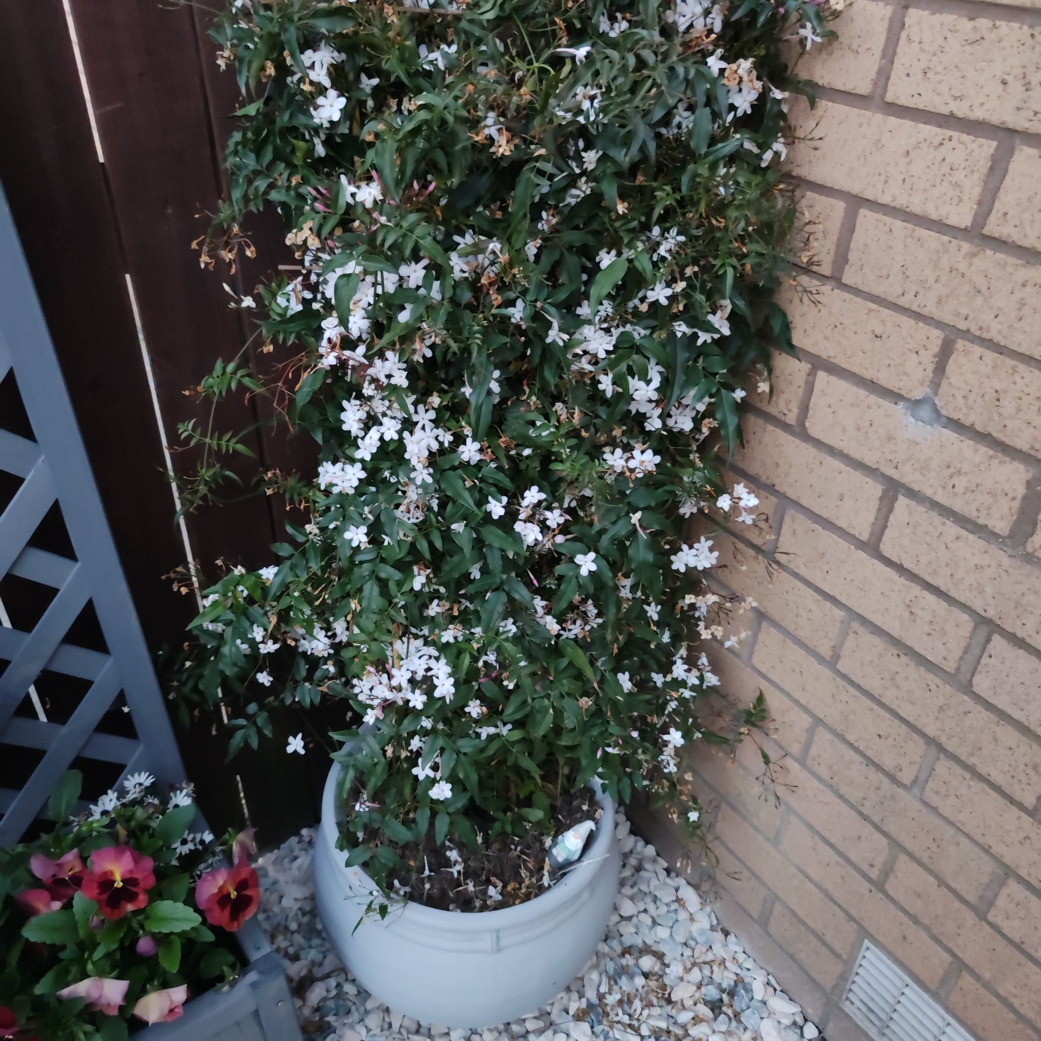 Pink Jasmine plant in a pot with white flowers, placed against a brick wall.