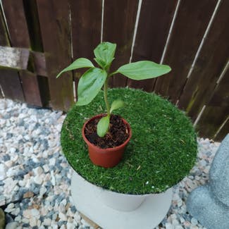 Common Sunflower plant in Dundee, Scotland