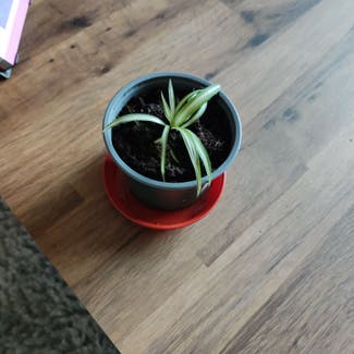 Spider Plant plant in Dundee, Scotland