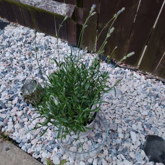 English Lavender plant in Dundee, Scotland