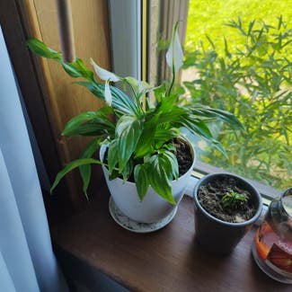 Peace Lily plant in Dundee, Scotland