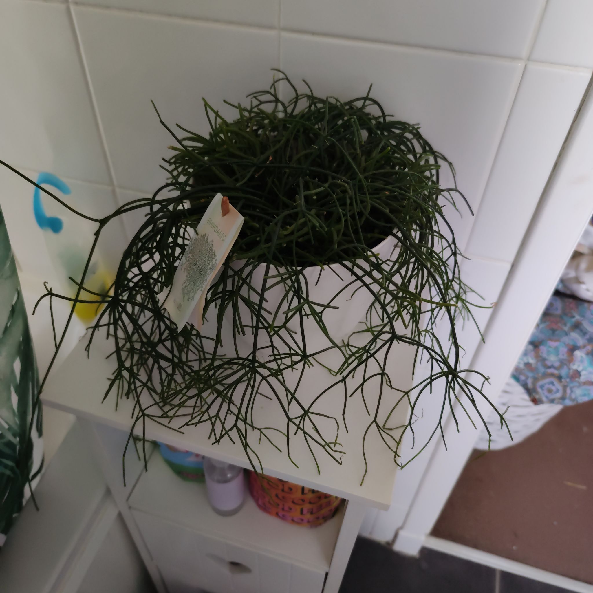Photo of the plant species Quill-like Wickerware Cactus by @Michaklos named Rupert on Greg, the plant care app