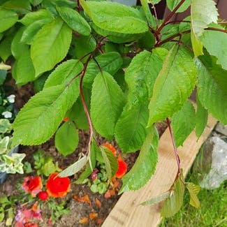 Sweet Cherry plant in Dundee, Scotland