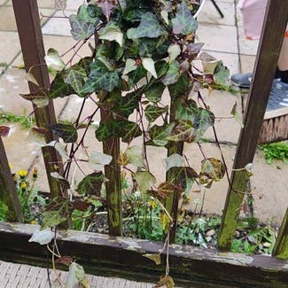 English Ivy plant in Dundee, Scotland