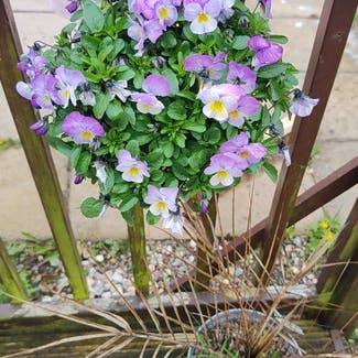 Wild Pansy plant in Dundee, Scotland