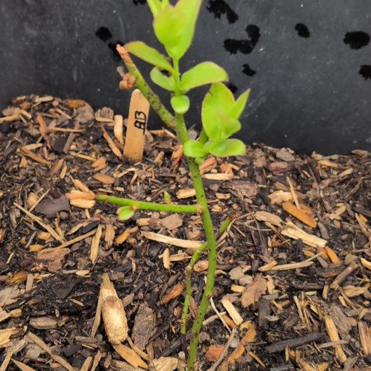 Photo of the plant species Zantedeschia 'Black Berry' by @CalmativeKoa74 named Scarlett on Greg, the plant care app
