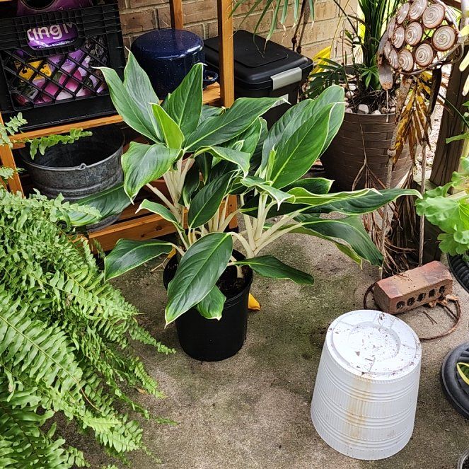 Photo of the plant species Chinese Evergreen 'White Edge' by @GoddessMaypop27 named Zeus on Greg, the plant care app