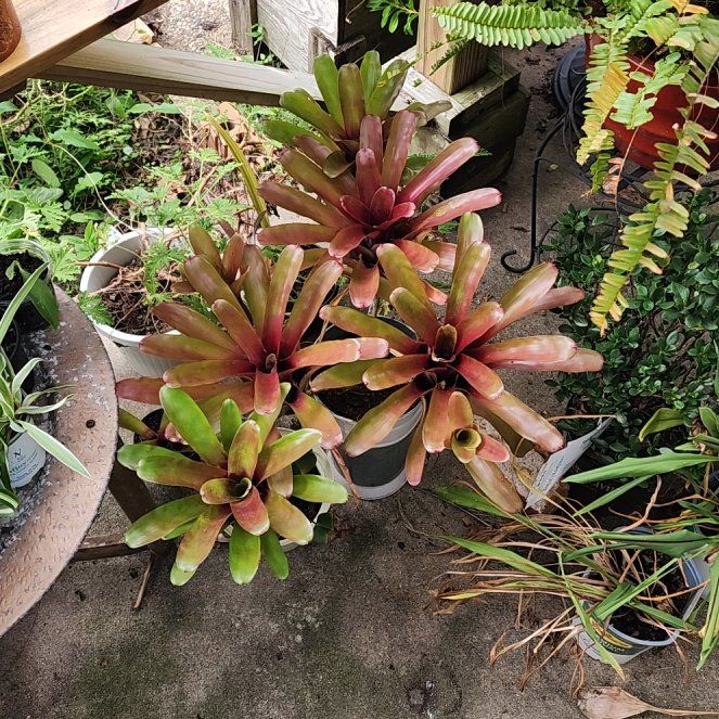 Photo of the plant species Assorted Bromeliad by @GoddessMaypop27 named Lola on Greg, the plant care app