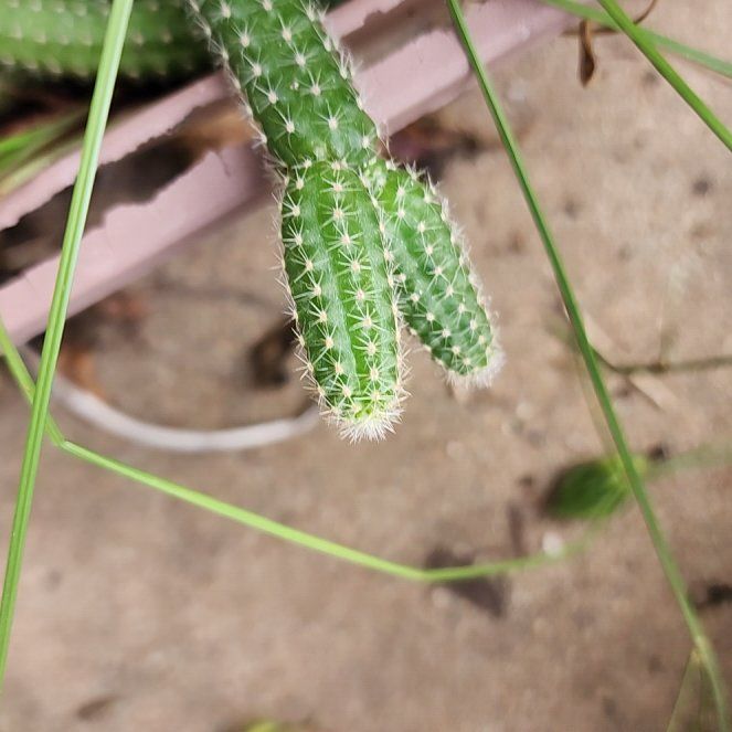 Photo of the plant species Nightblooming Cereus by @GoddessMaypop27 named Kardashian on Greg, the plant care app