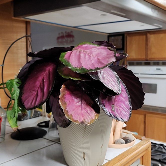Photo of the plant species Calathea 'Pink Star' by @GoddessMaypop27 named Gregarious on Greg, the plant care app