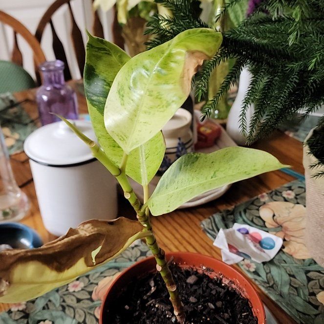Photo of the plant species Ficus Shivereana Moonshine by @GoddessMaypop27 named Emerson on Greg, the plant care app