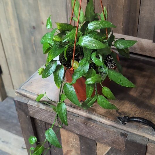 Photo of the plant species Skeleton Key Pothos by @AvidLoquat93 named Skelly key on Greg, the plant care app