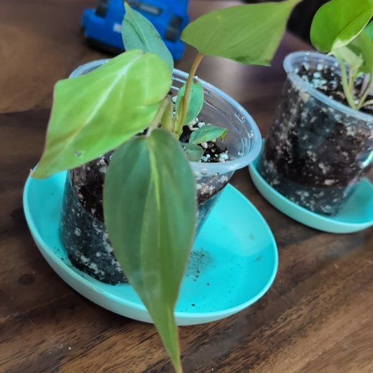 Photo of the plant species Philodendron Splendid by @AvidLoquat93 named Fernie Saunders on Greg, the plant care app