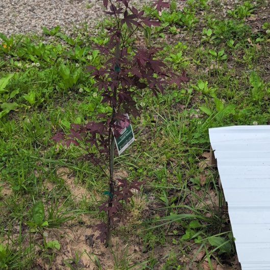 Photo of the plant species Japanese Red Maple by @AvidLoquat93 named Crimson on Greg, the plant care app