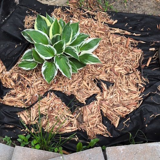 Photo of the plant species Hosta 'Patriot' by @AvidLoquat93 named Girlfrond on Greg, the plant care app