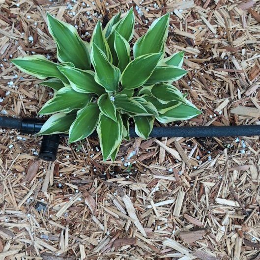 Photo of the plant species Sun Hosta by @AvidLoquat93 named Hufflepuff on Greg, the plant care app