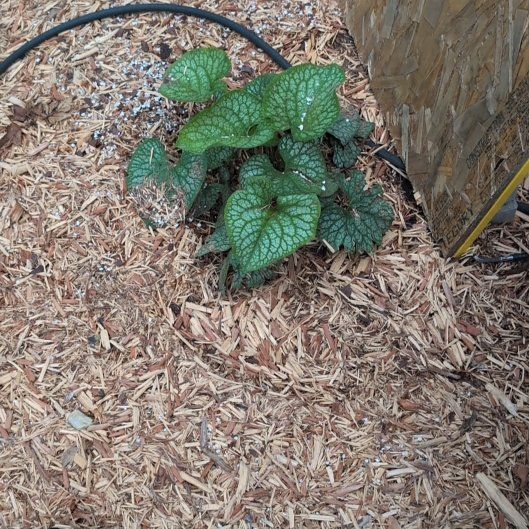 Photo of the plant species Jack of Diamonds Heartleaf Brunnera by @AvidLoquat93 named Jack on Greg, the plant care app