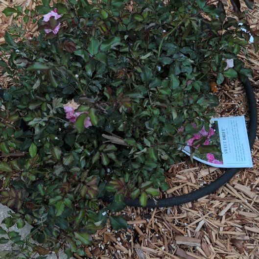 Photo of the plant species Sweet Drift Rose by @AvidLoquat93 named Pinky on Greg, the plant care app