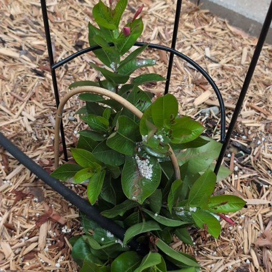 Photo of the plant species Sundaville by @AvidLoquat93 named Mandevilla on Greg, the plant care app