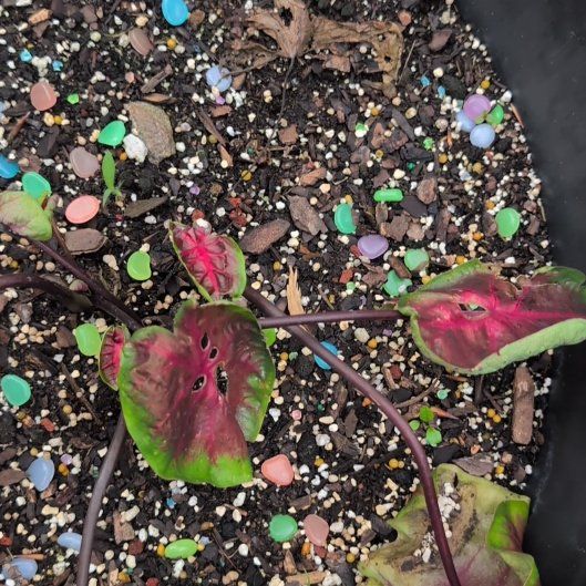 Photo of the plant species Caladium by @AvidLoquat93 named Scarlet O on Greg, the plant care app