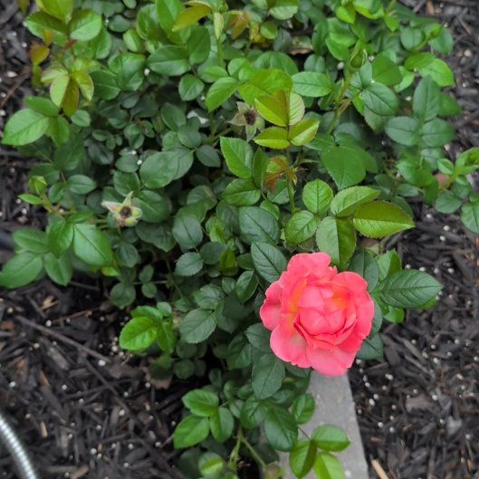 Photo of the plant species Japanese Rose by @AvidLoquat93 named Steve Rosé on Greg, the plant care app