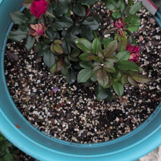 Photo of the plant species Knockout Red Rose by @AvidLoquat93 named Sunset on Greg, the plant care app