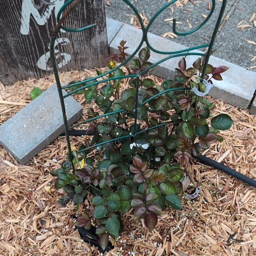 Photo of the plant species Golden Yellow Rose by @AvidLoquat93 named Stormey on Greg, the plant care app