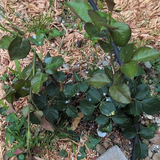 Photo of the plant species Pink Rose by @AvidLoquat93 named Amon on Greg, the plant care app