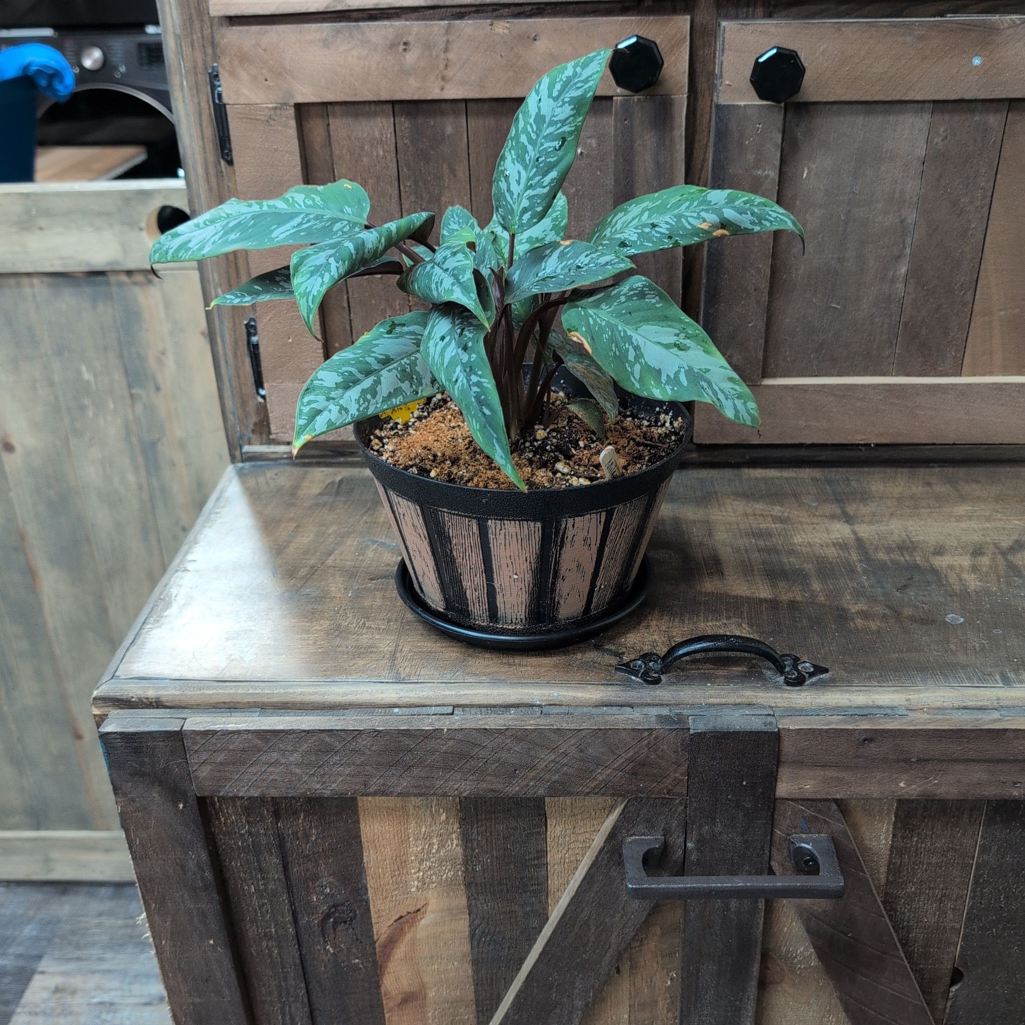 Photo of the plant species Apoballis Red Sword by @AvidLoquat93 named Miley on Greg, the plant care app